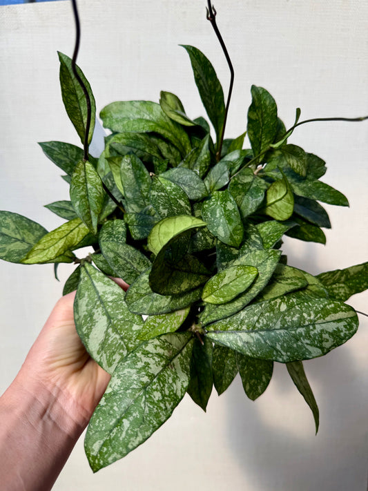 Hoya Crassipetiolata Splash