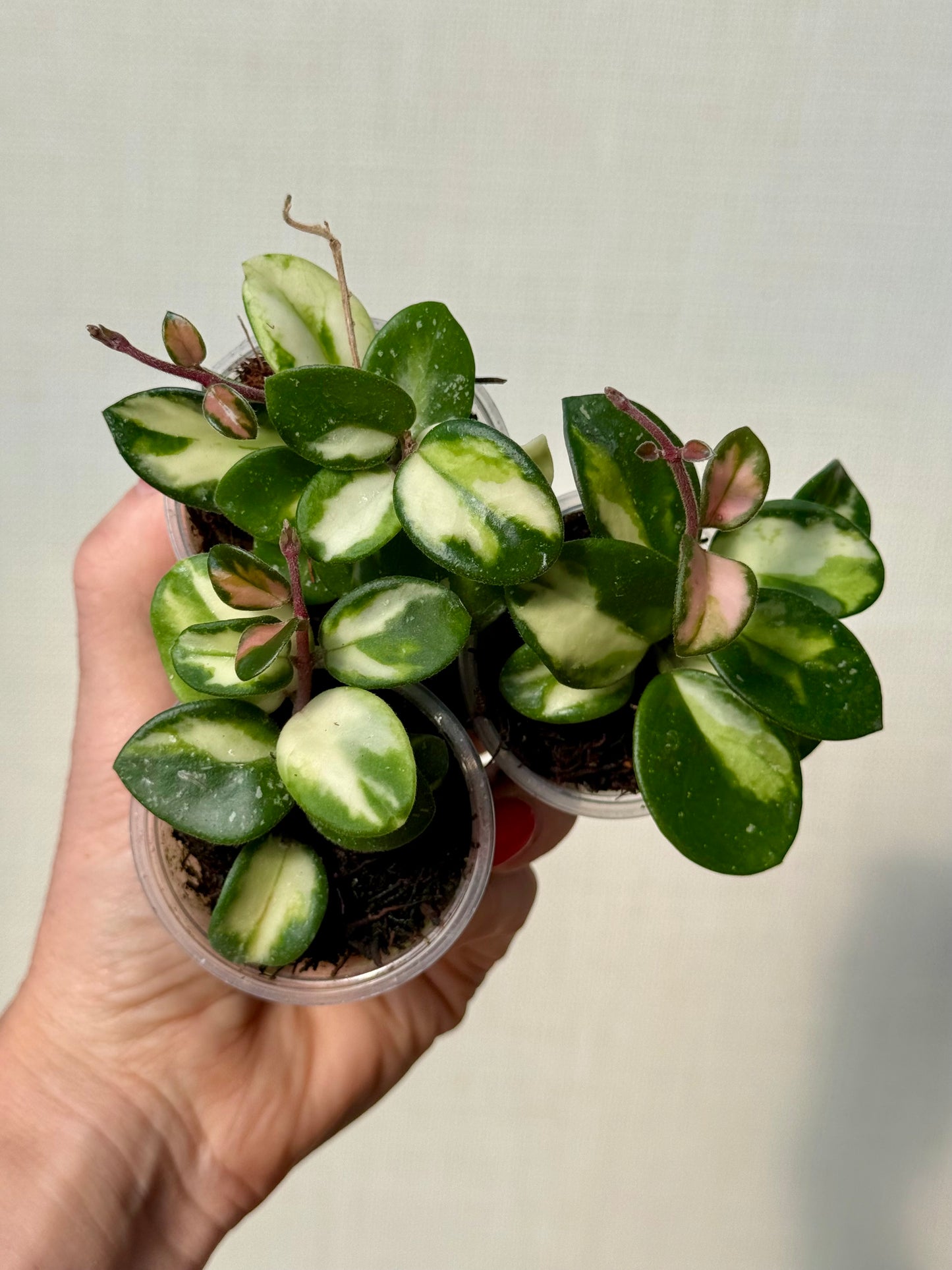 Hoya Mathilde Inner Variegated
