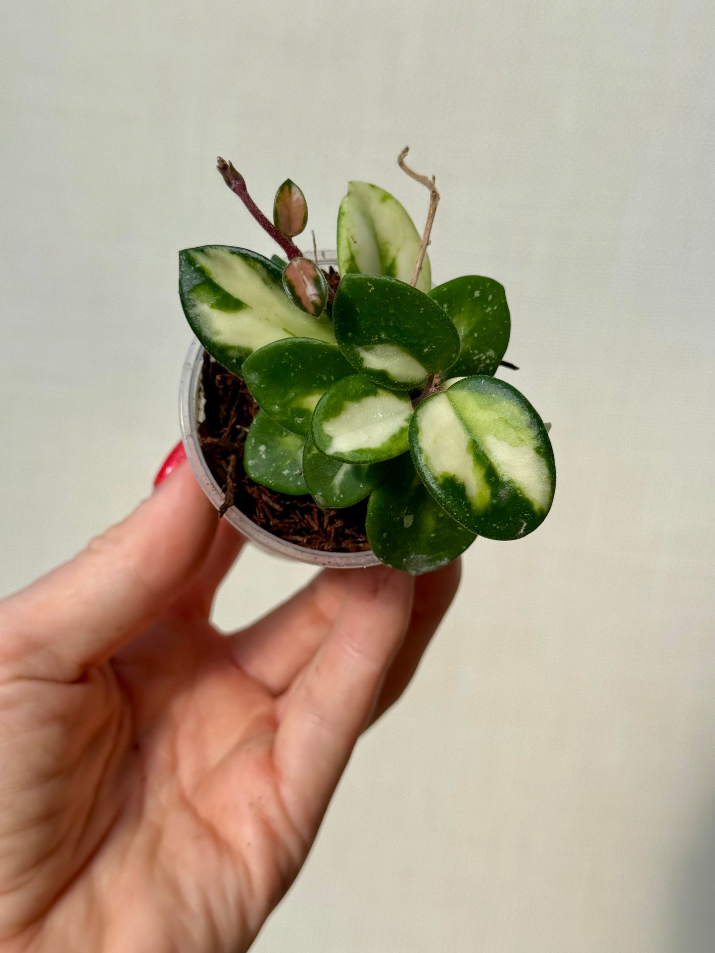 Hoya Mathilde Inner Variegated