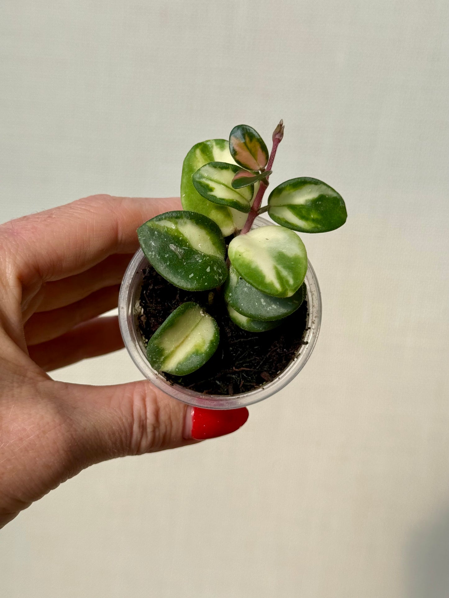 Hoya Mathilde Inner Variegated