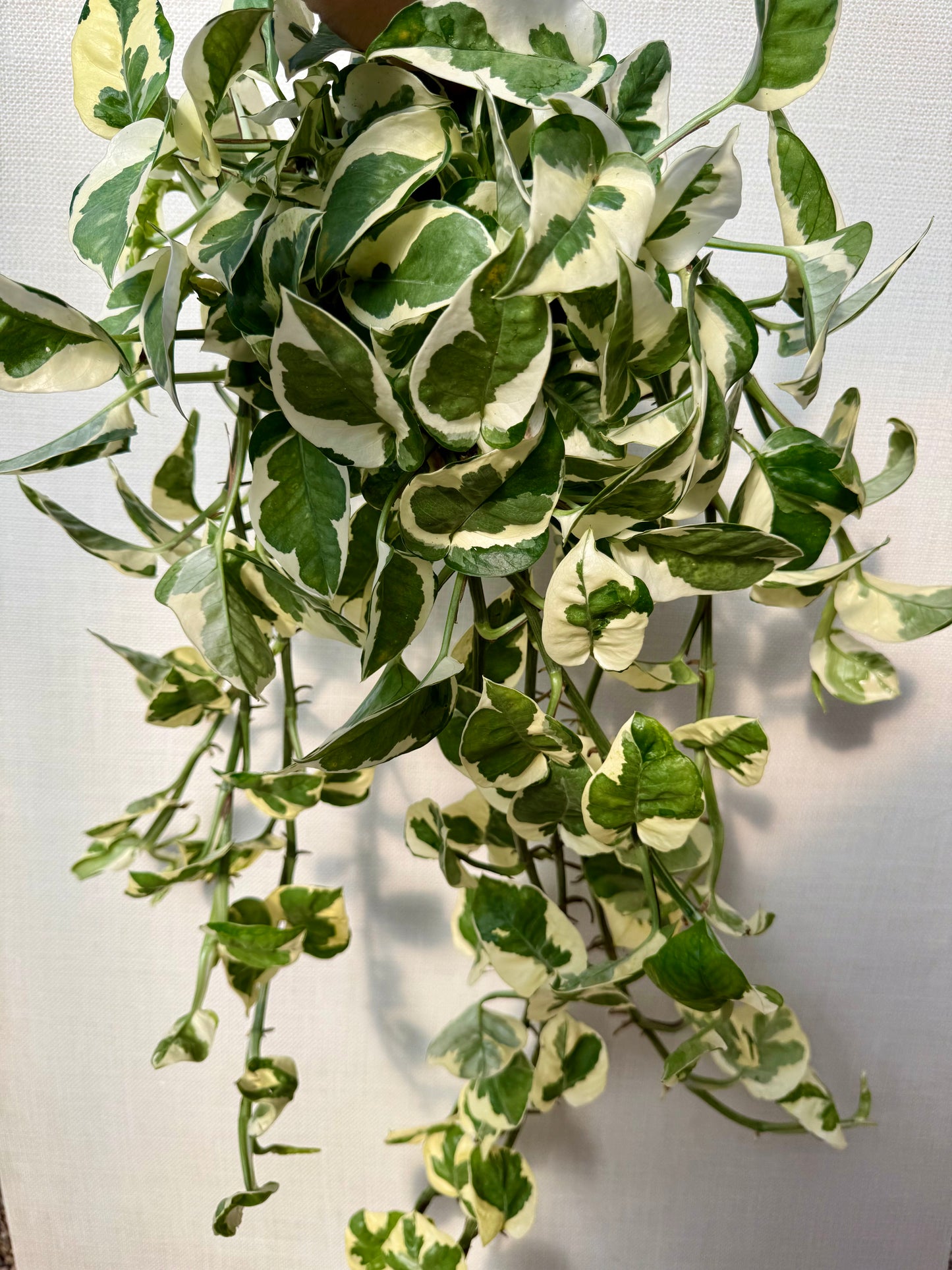 Njoy Pothos