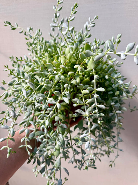 Cotyledon Pendens