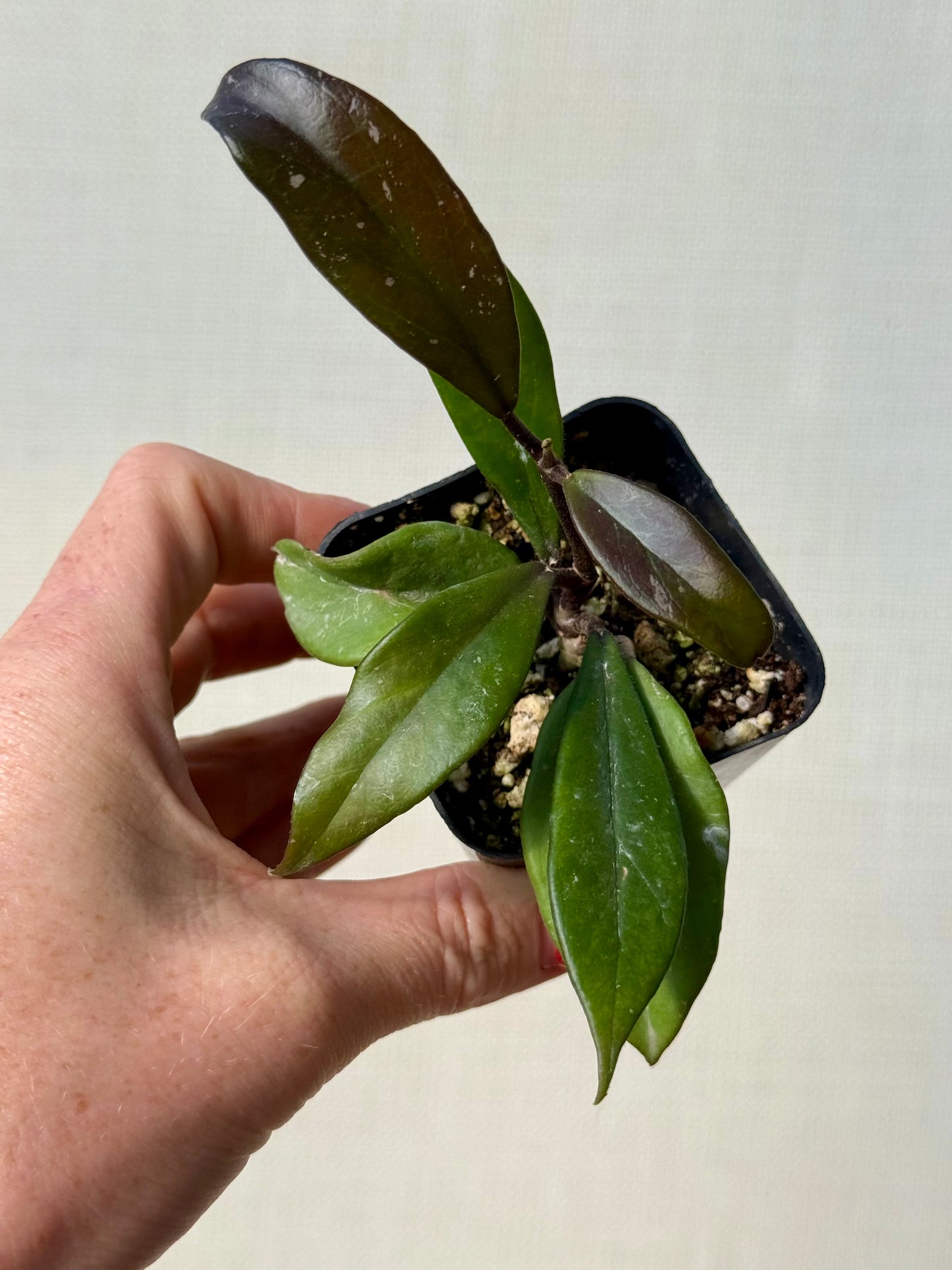 Royal Hawaiian Purple Pubicalyx