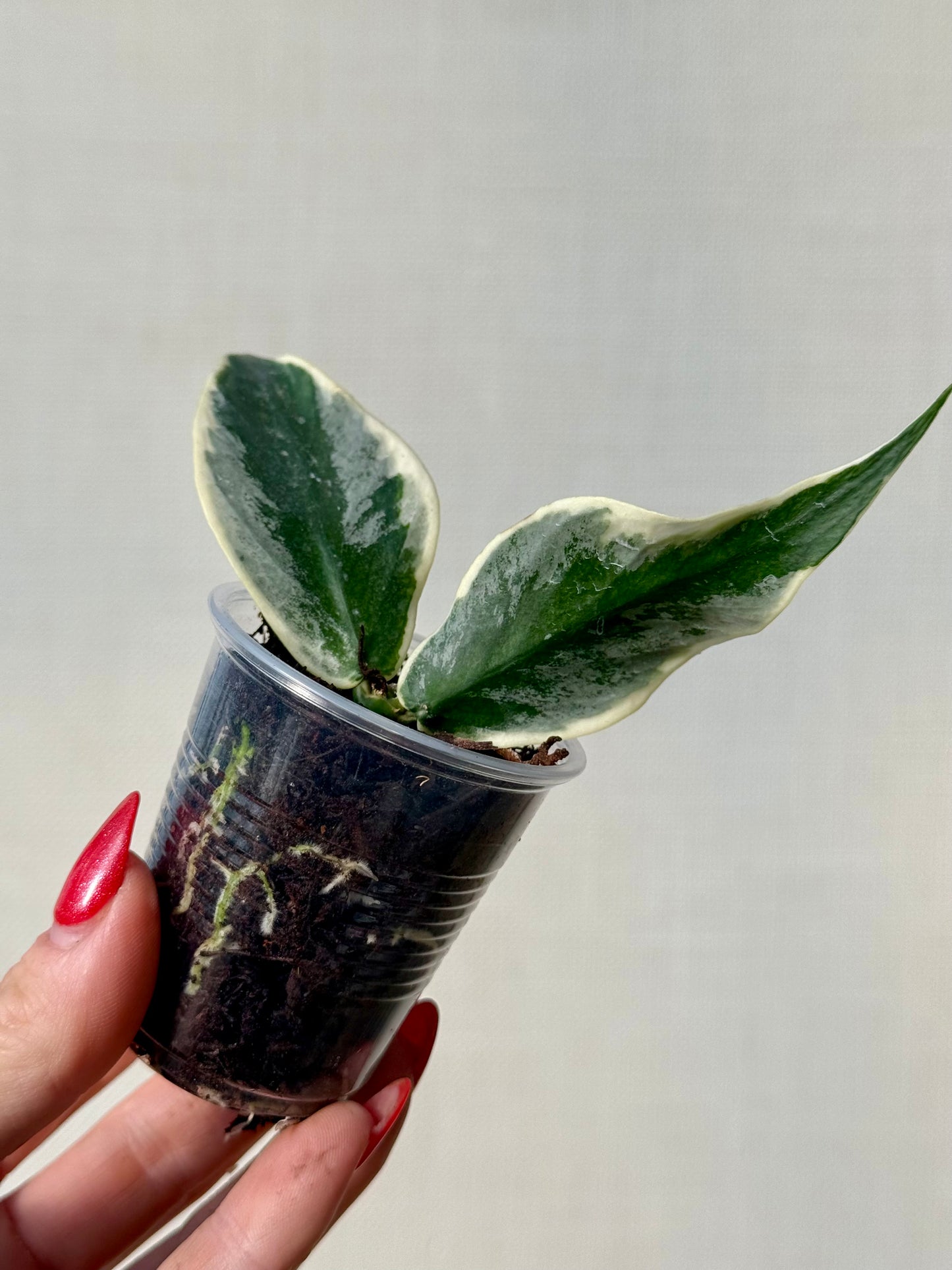 Hoya Polyneura Ice Queen