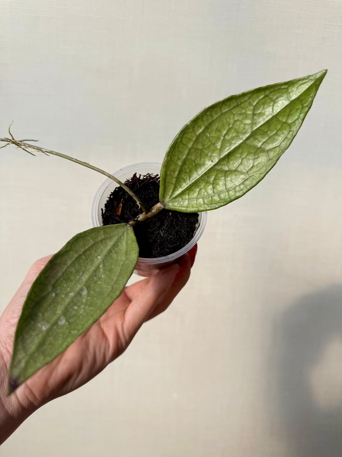 Hoya Germany Silver