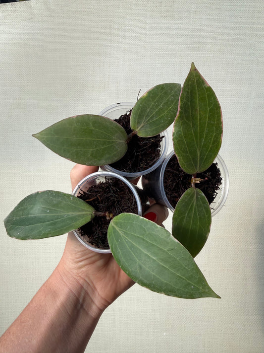 Hoya Blashernaezii Albo