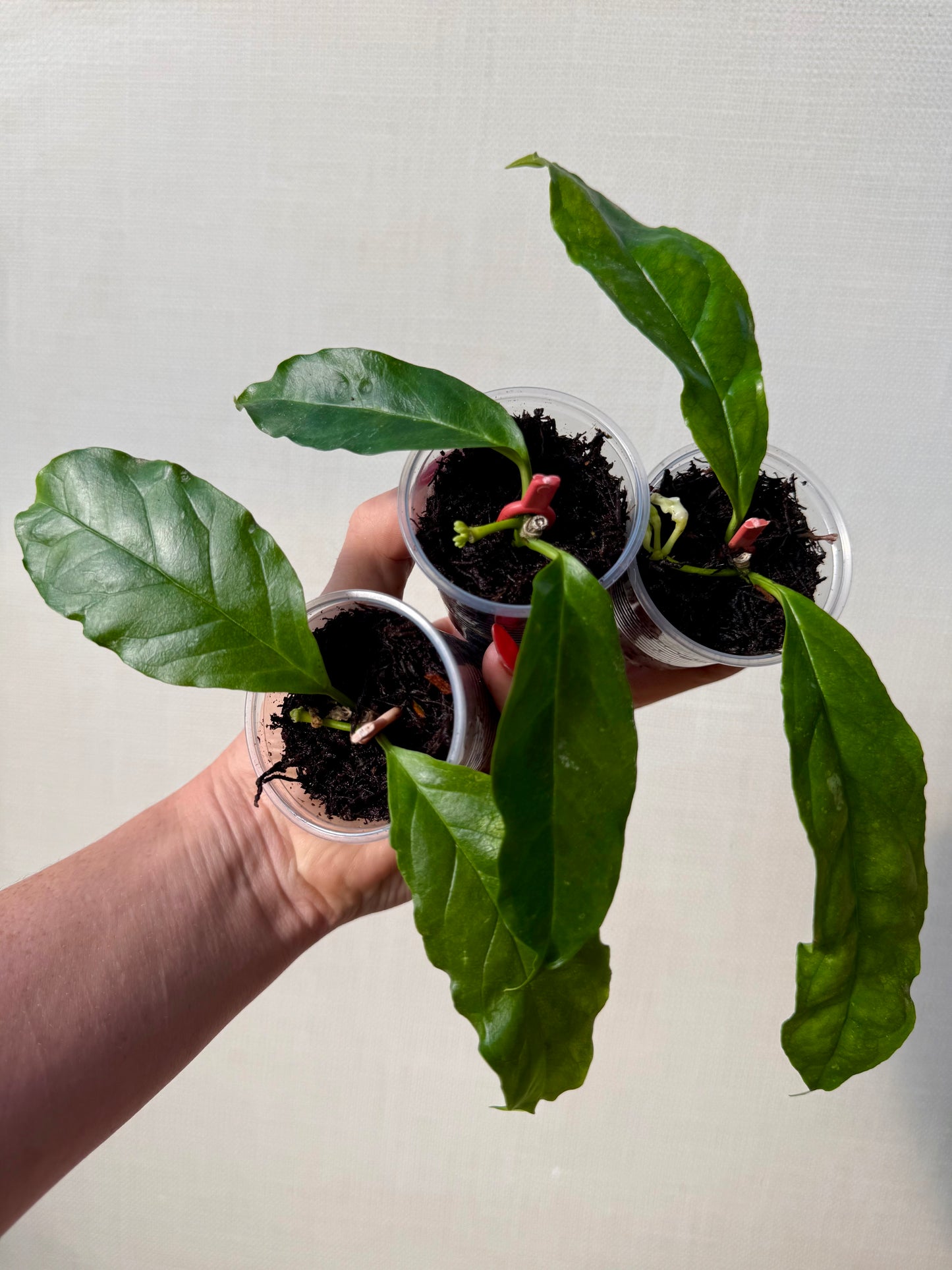 Hoya Decipulae