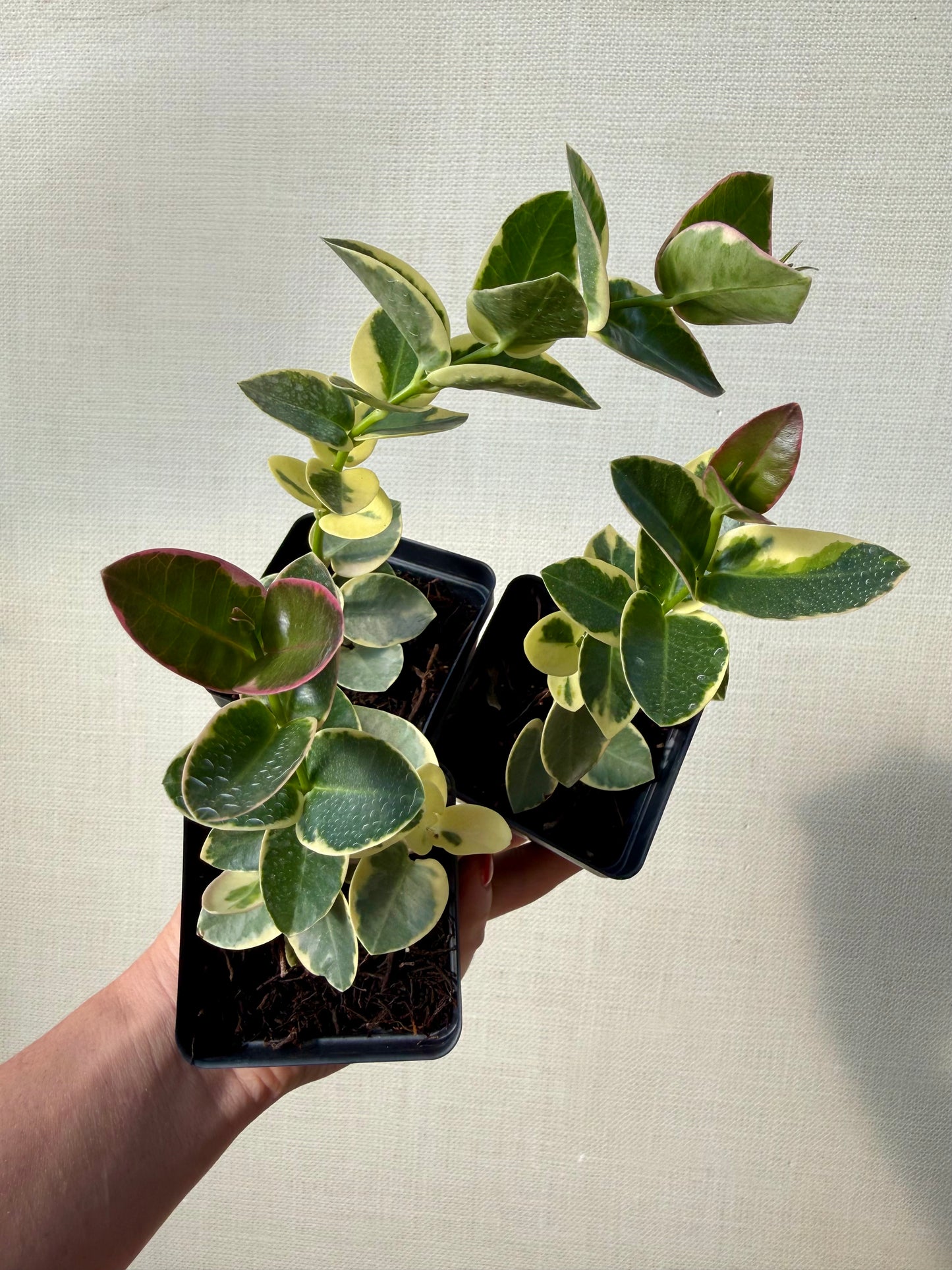 Hoya Cummingiana Albomarginata