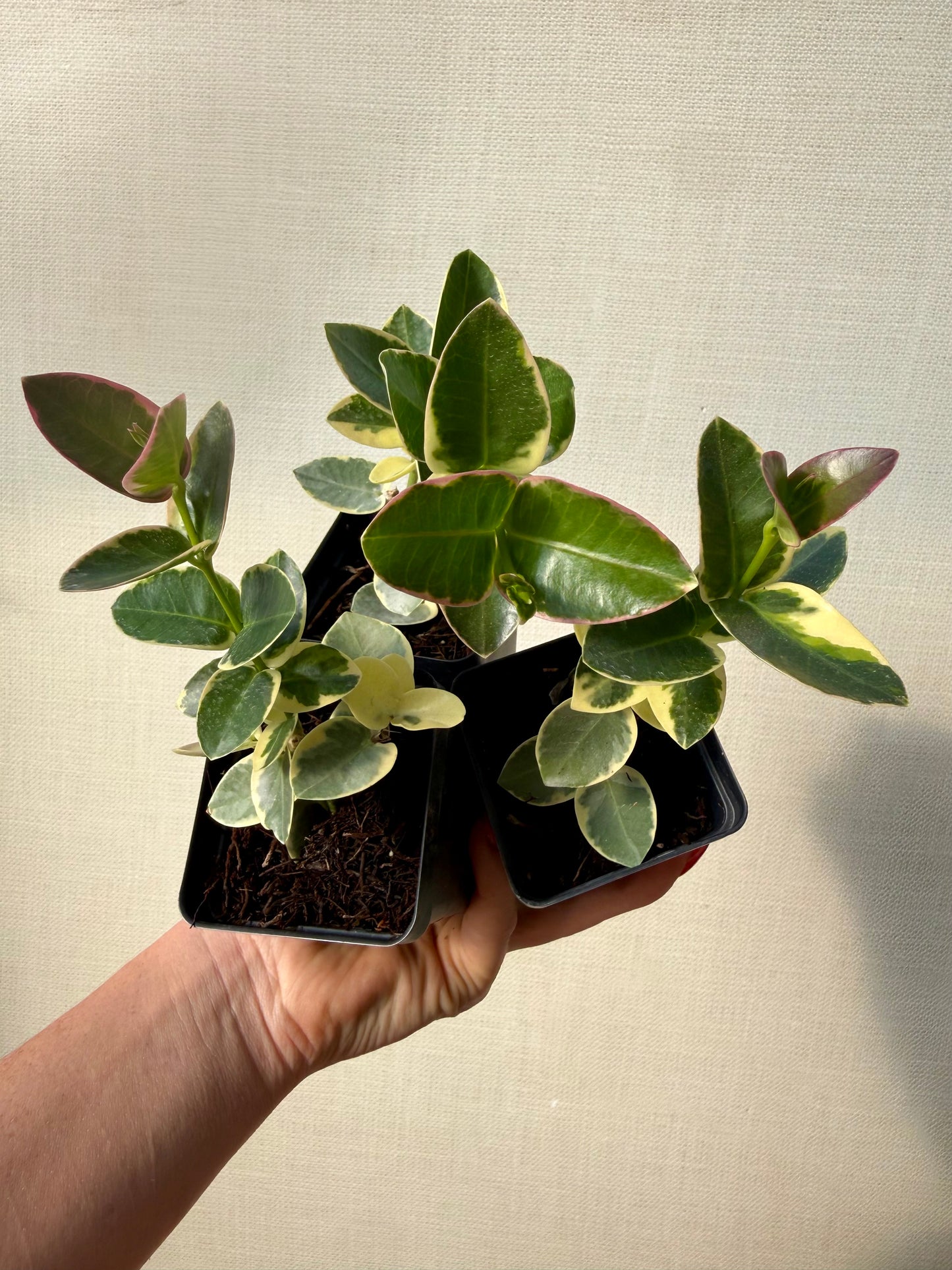 Hoya Cummingiana Albomarginata