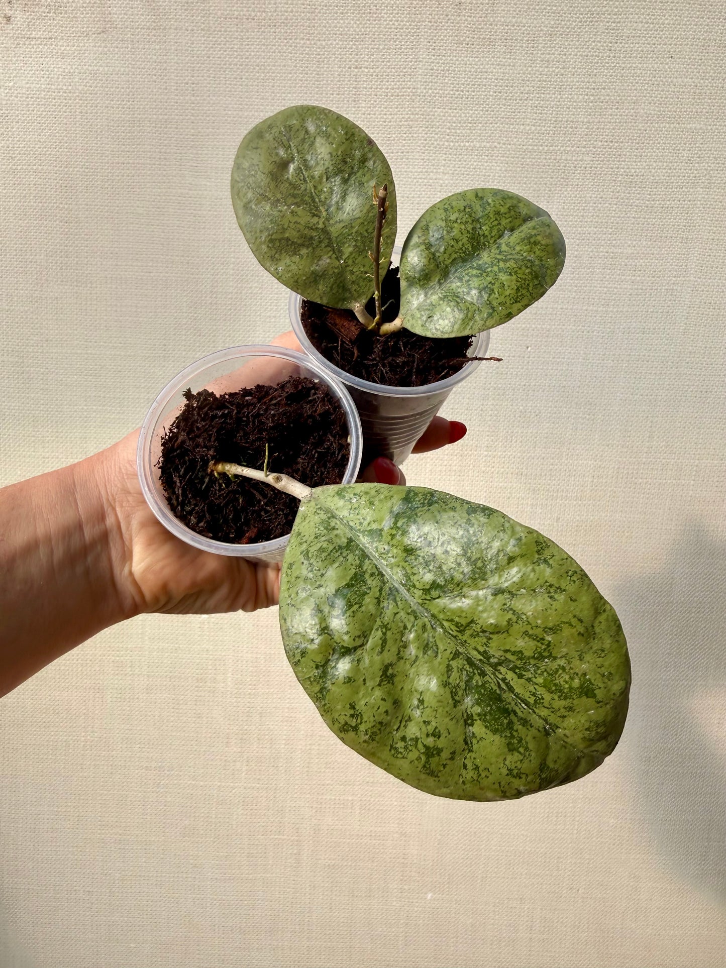 Hoya Forbesii Silver Sp Kapuas Hulu Round