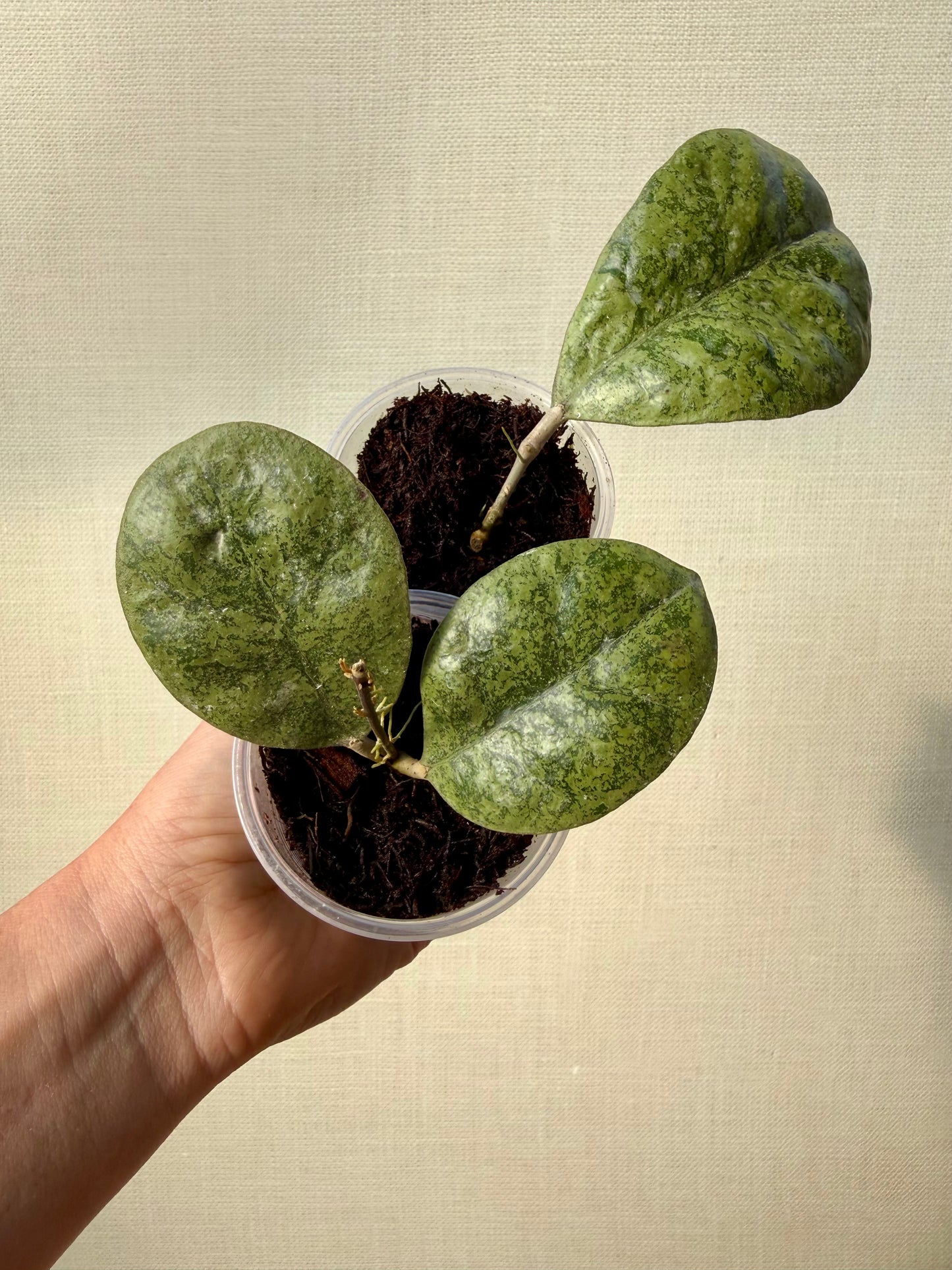 Hoya Forbesii Silver Sp Kapuas Hulu Round