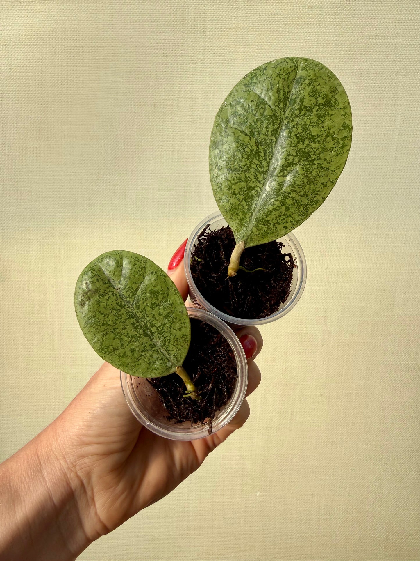 Hoya Forbesii Silver Sp Kapuas Hulu Round