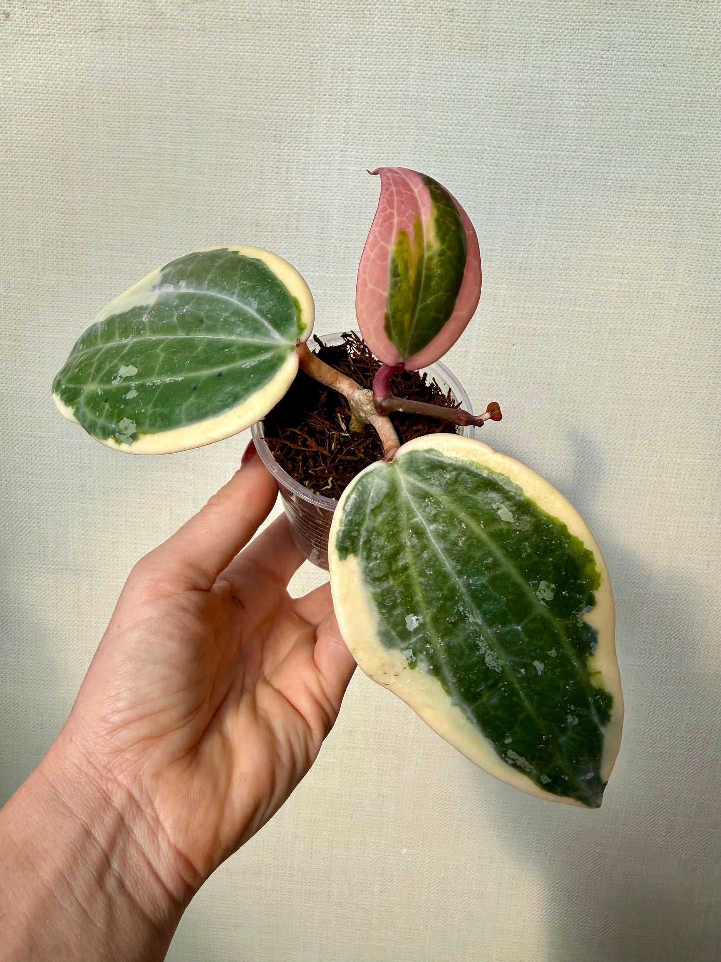 Hoya Latifolia Albo