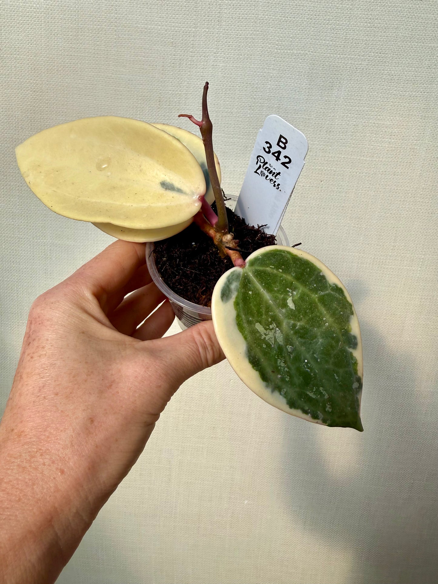 Hoya Latifolia Albo