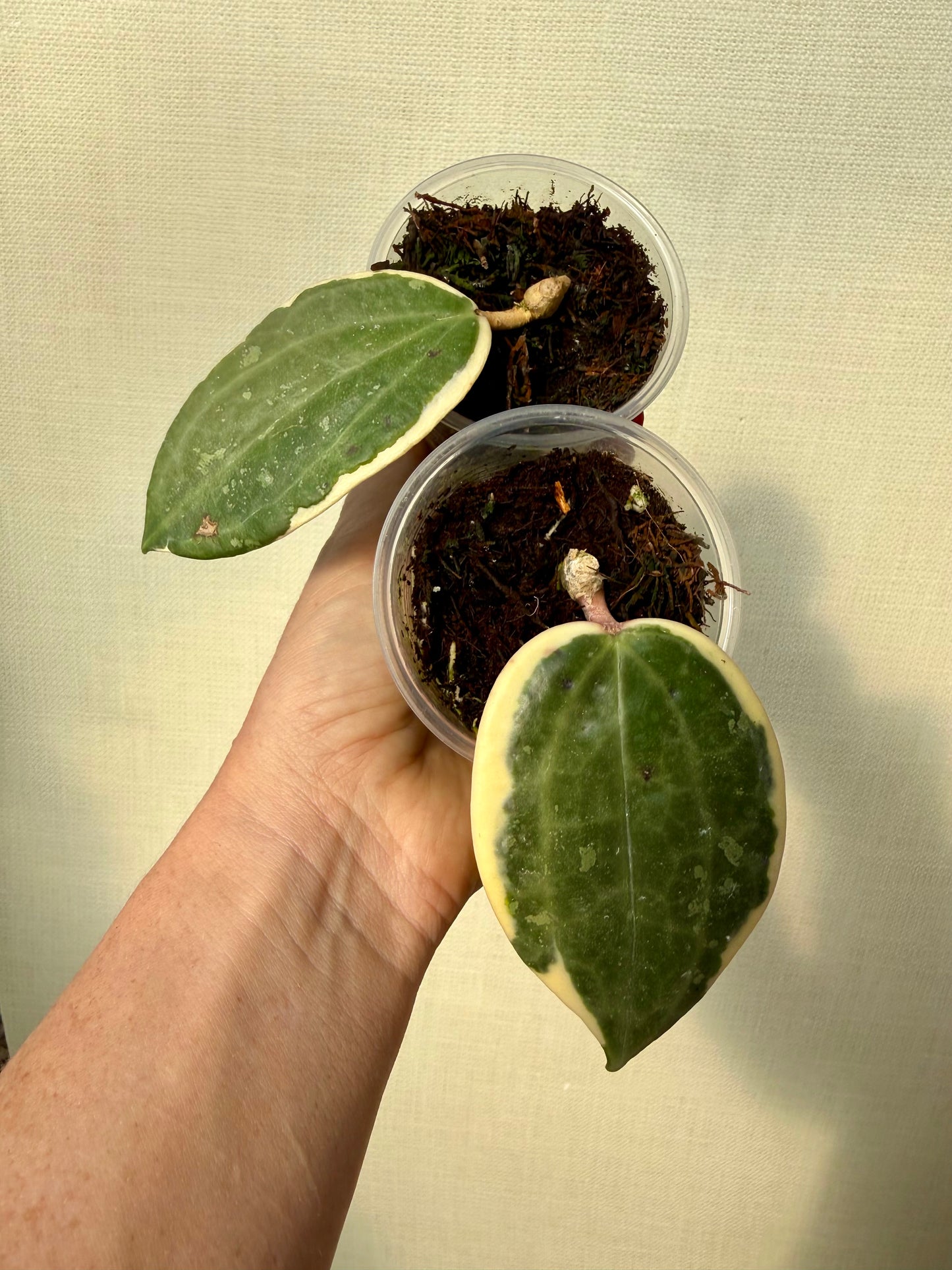 Hoya Latifolia Albo