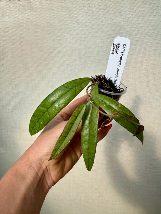 Hoya Callistophylla ‘Jungle’ Spear