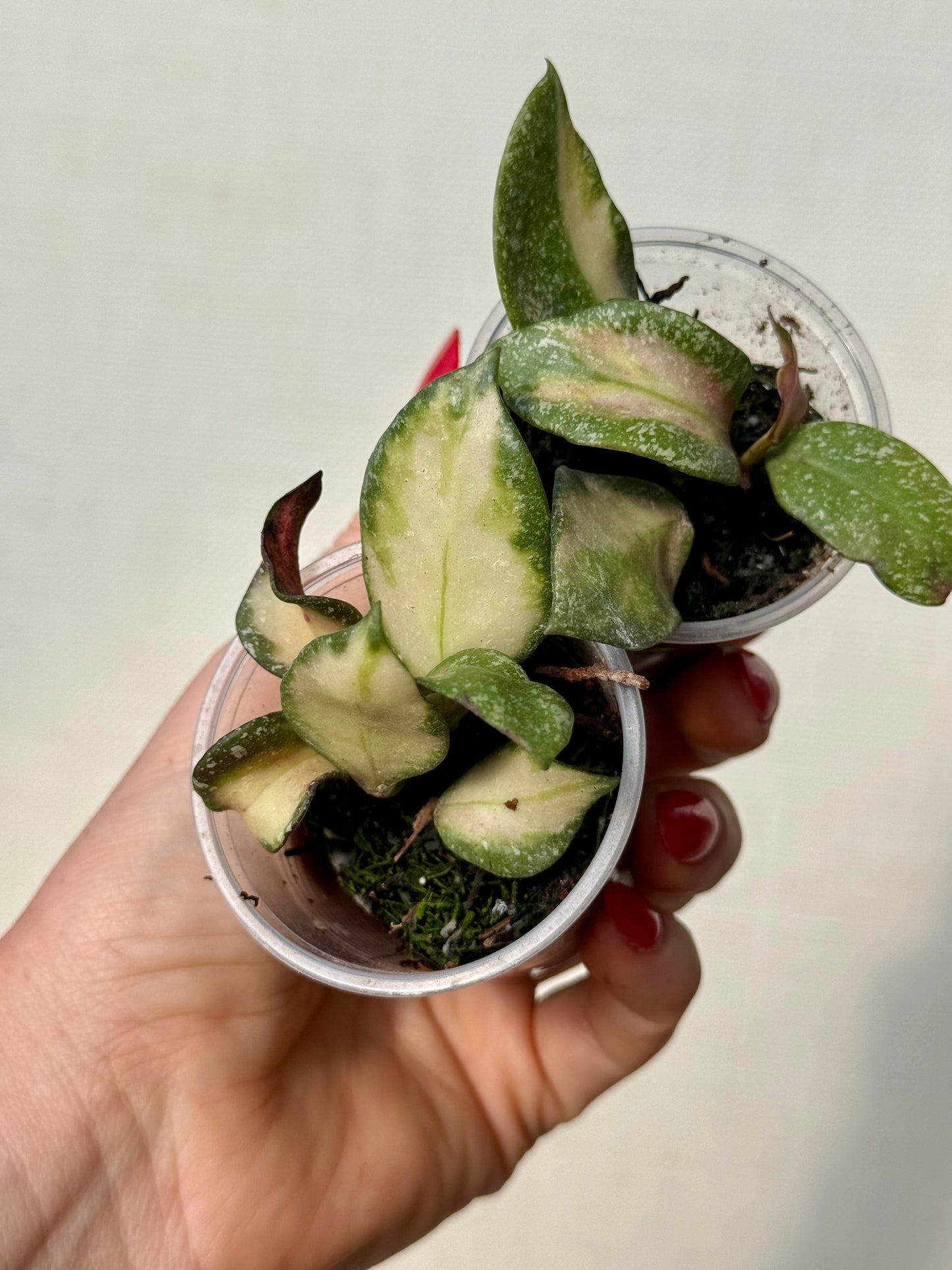 Hoya Nabawanensis Variegated