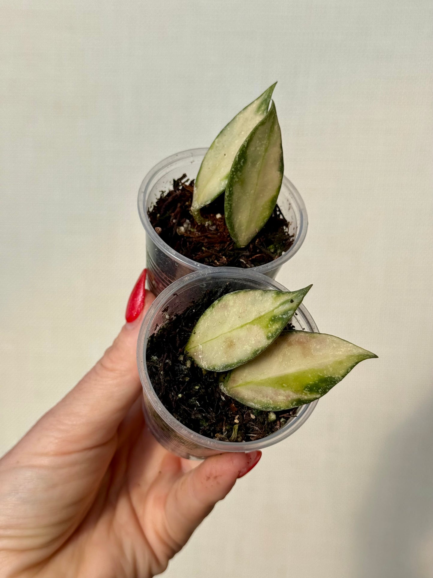 Hoya Nabawanensis Variegated