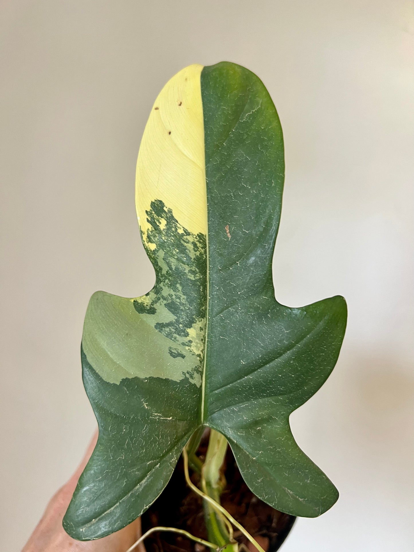 Variegated Philodendron Bippenifolium