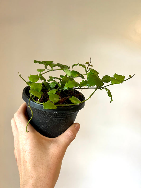 Hoya Endauensis