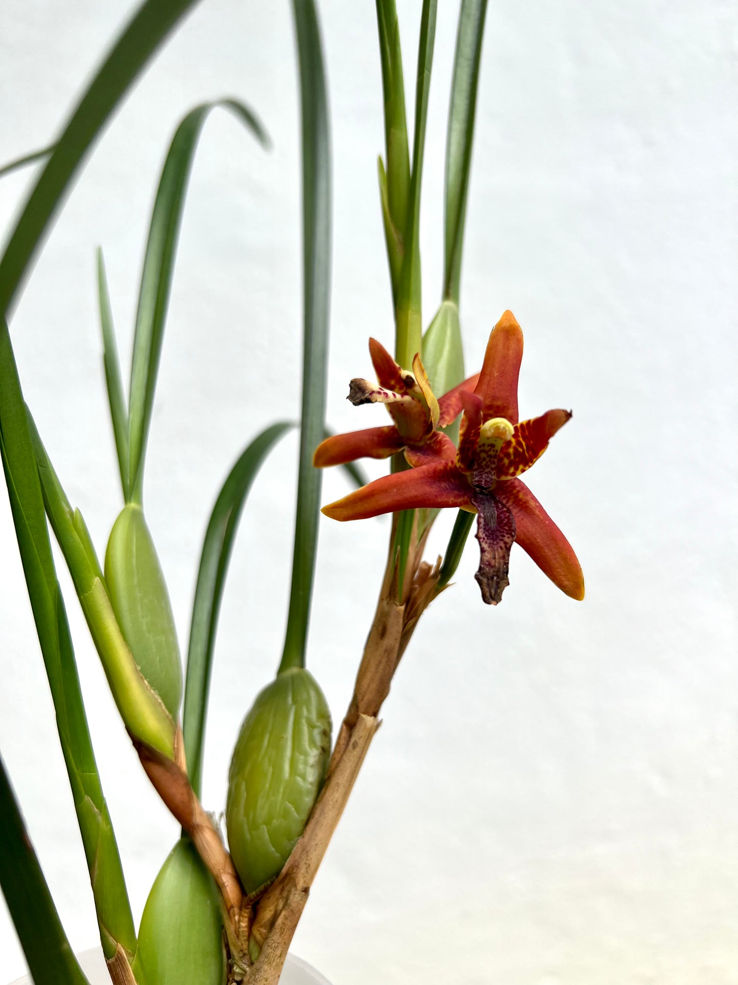 Maxillaria Tenuofolia Orchid