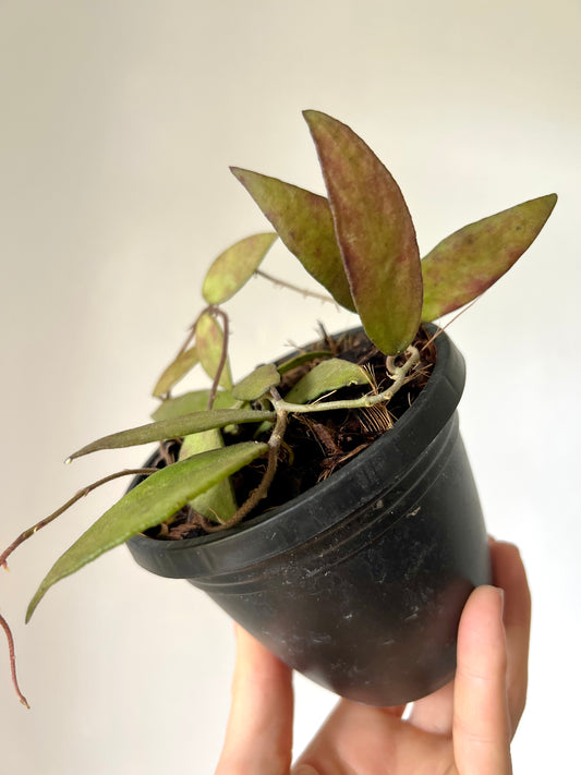 Hoya Flagellata