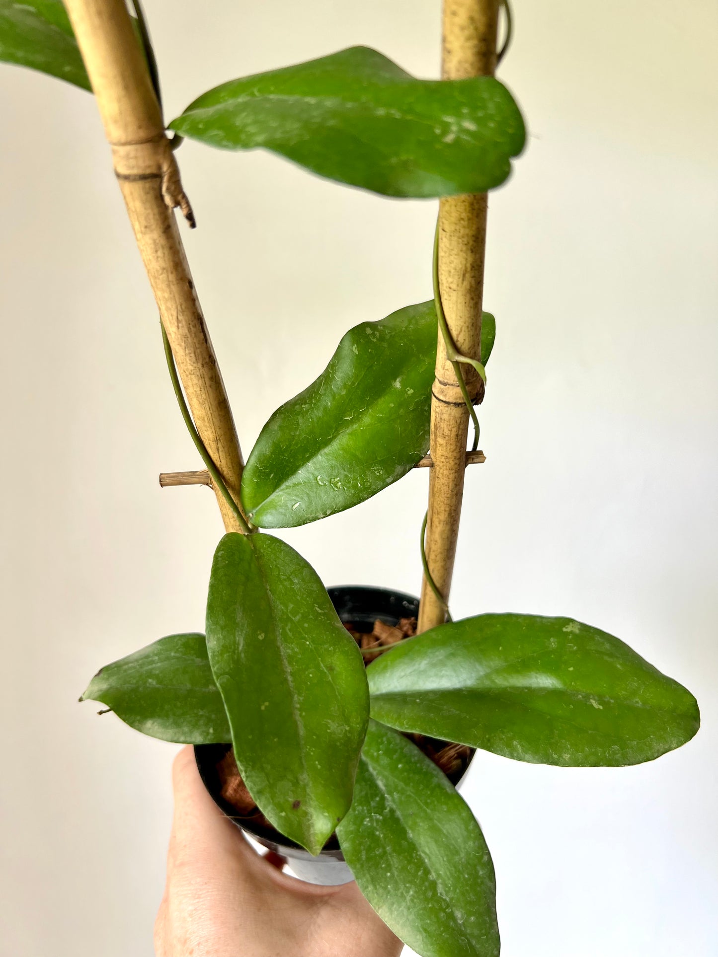 Hoya Erythrina