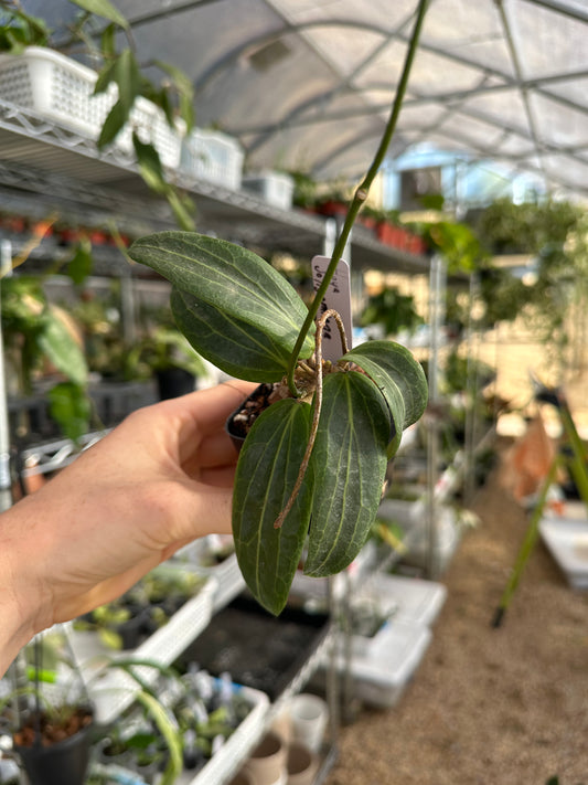 Hoya Soligamiana