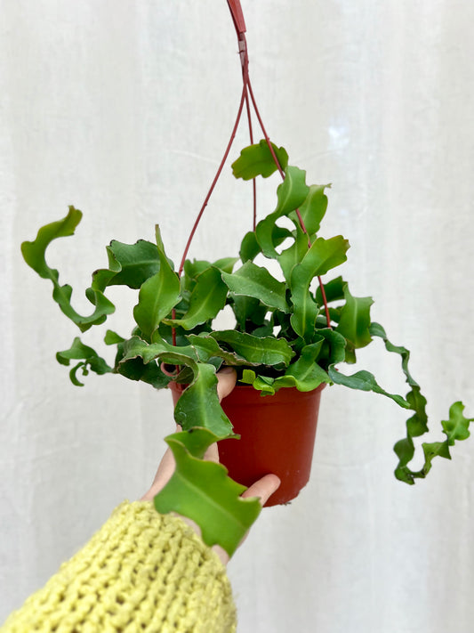Curly Sue Orchid Cactus