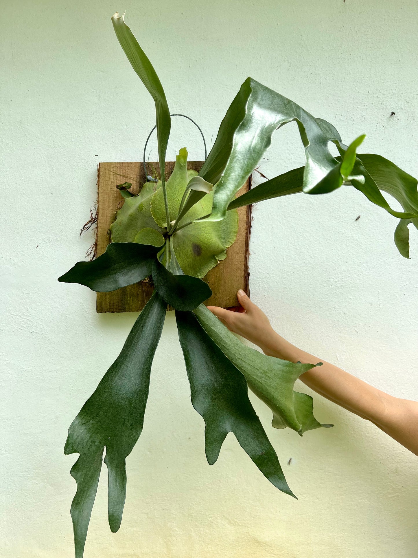 Staghorn Fern Plaques