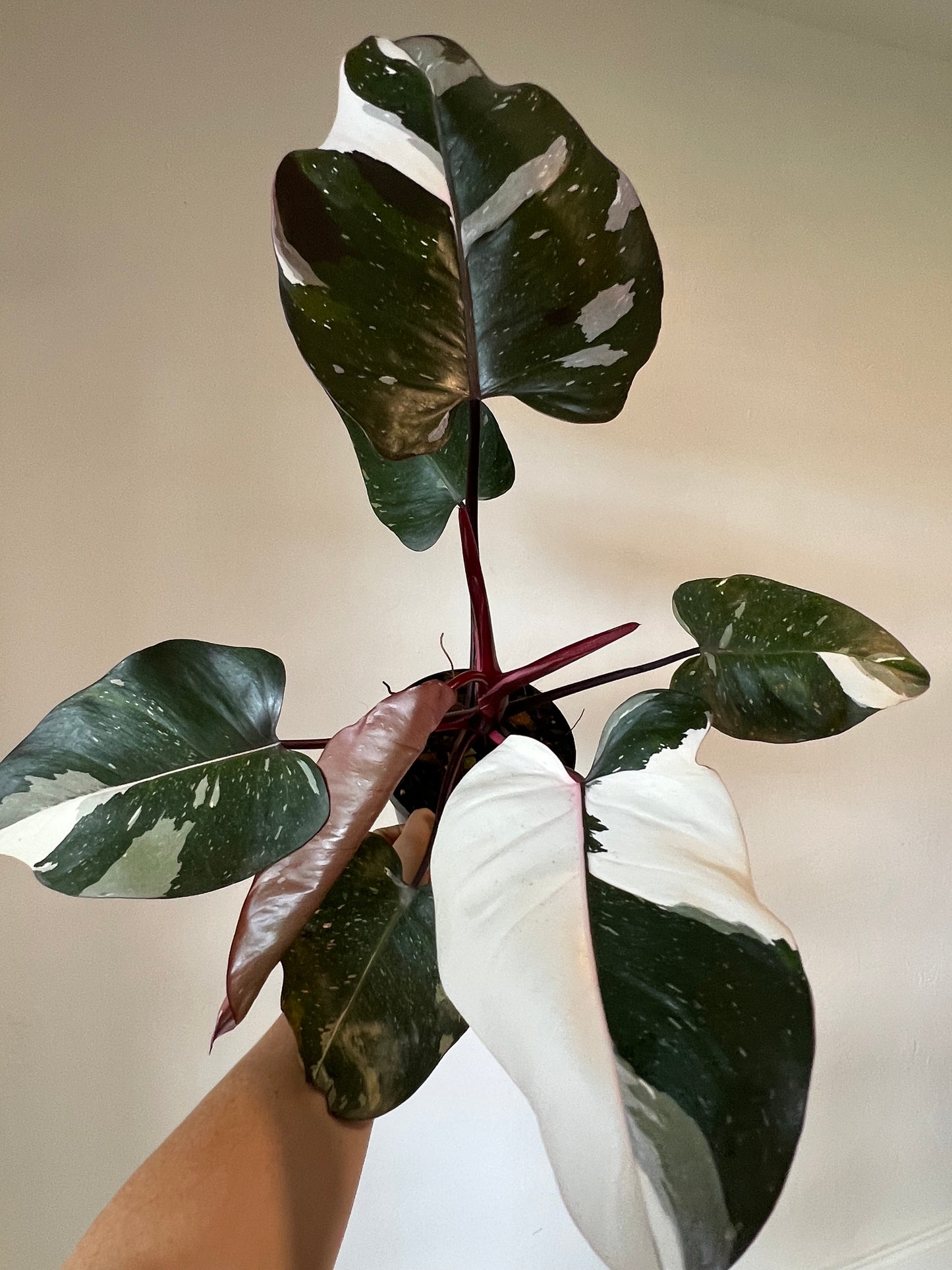 Red Anderson Philodendron