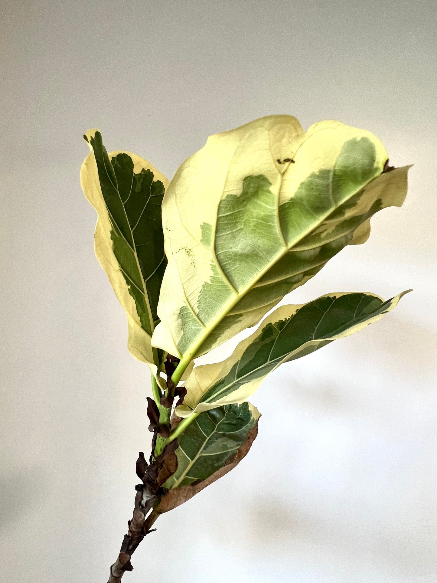 Variegated Fiddle Leaf Fig