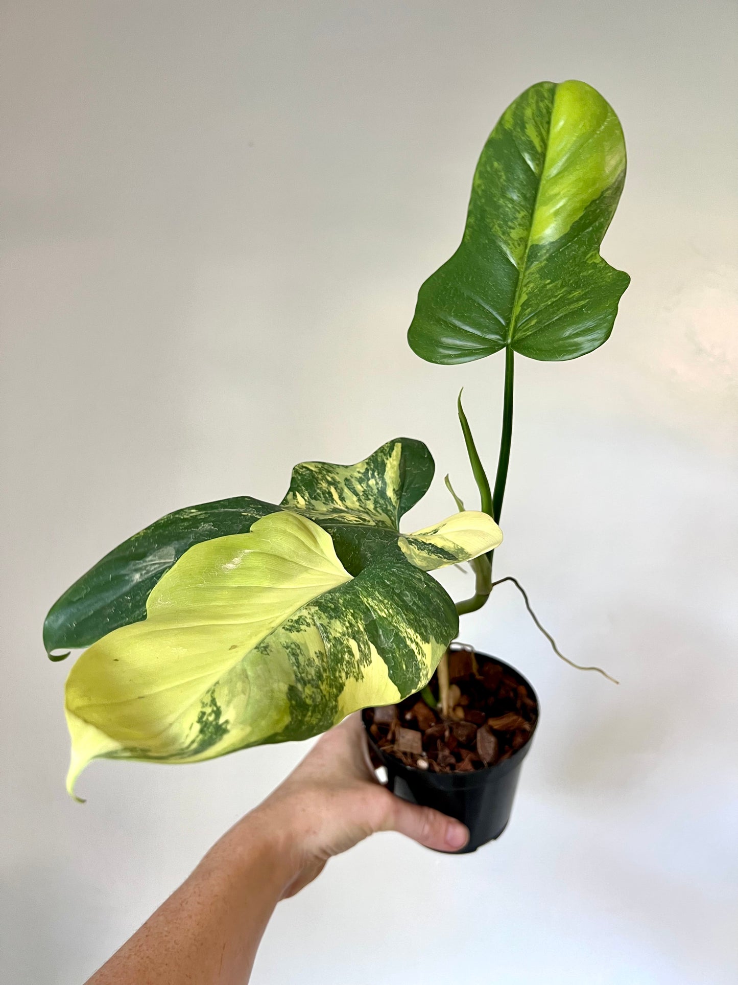 Variegated Philodendron Bippenifolium