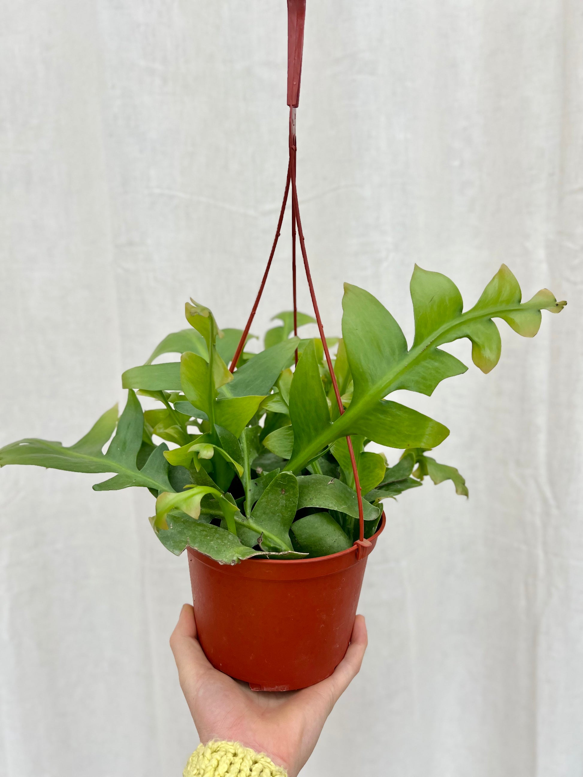 succulent shark tooth Shark Tooth Cactus – We Are Plant Lovers