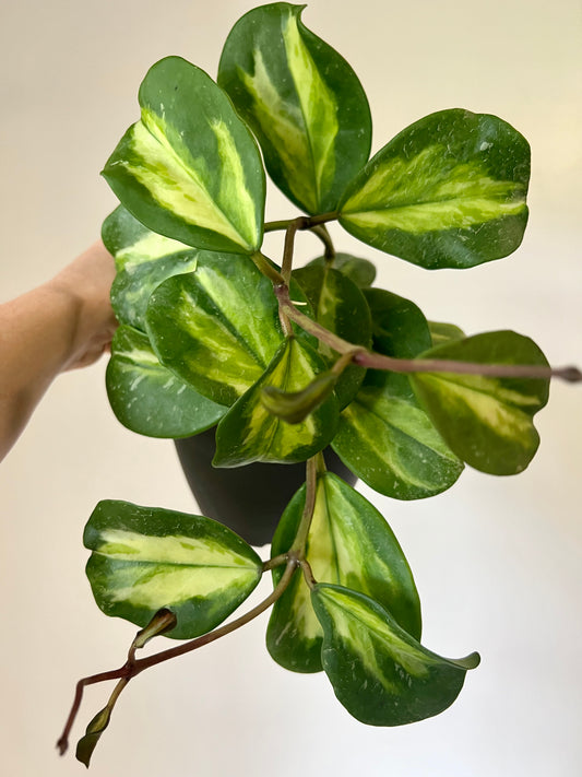 Hoya Variegated Obovata