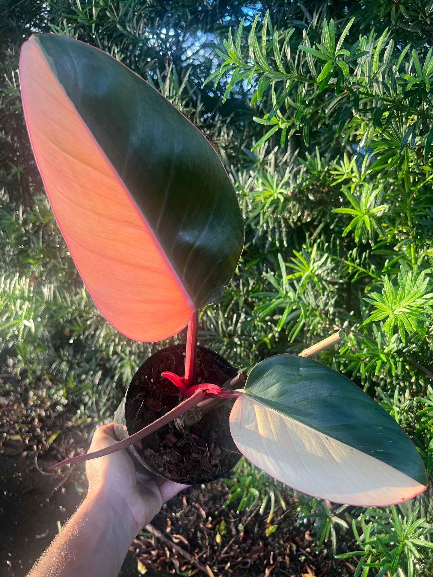 Philodendron "Red Congo" Variegated