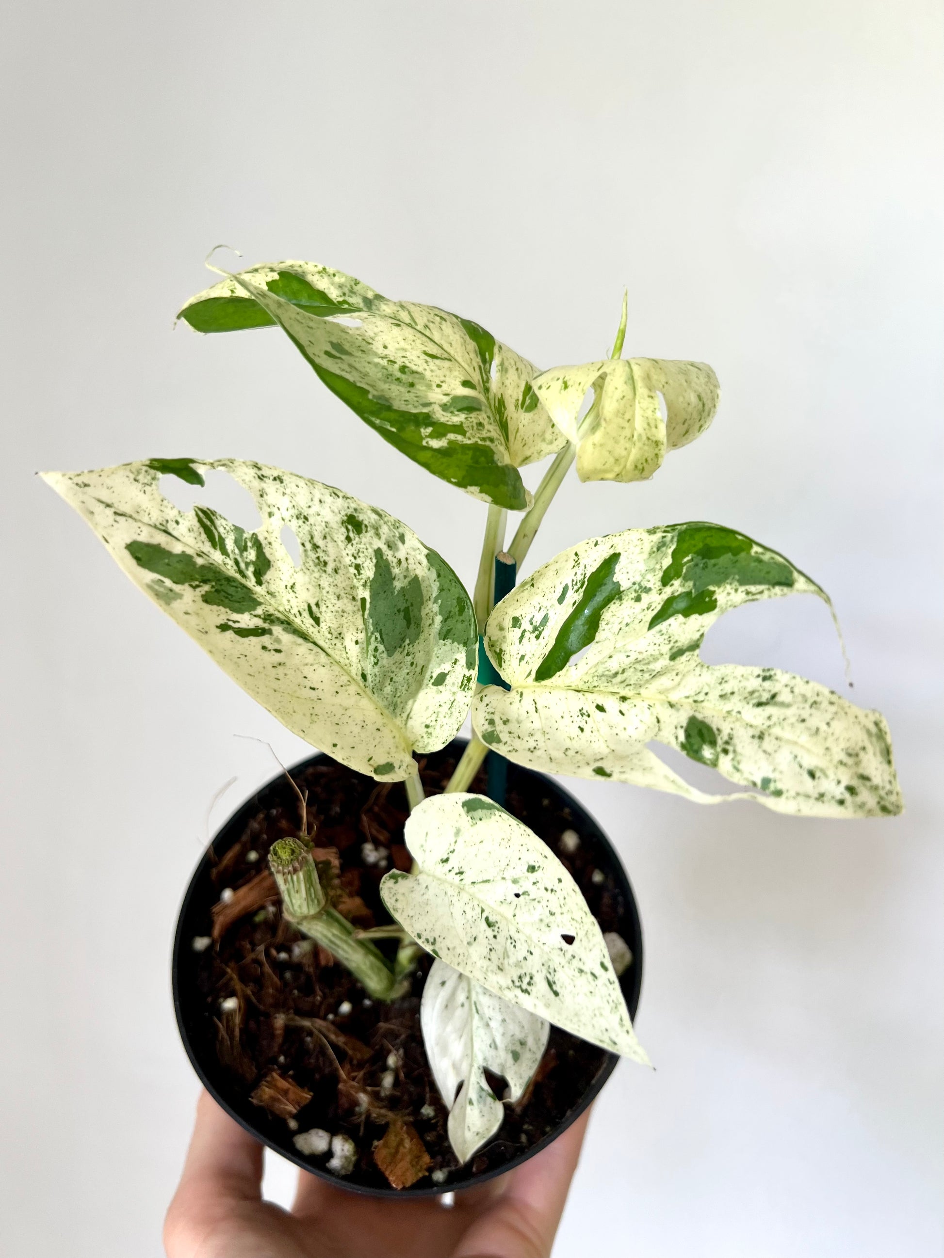 Epipremnum pinnatum marble – Planted.