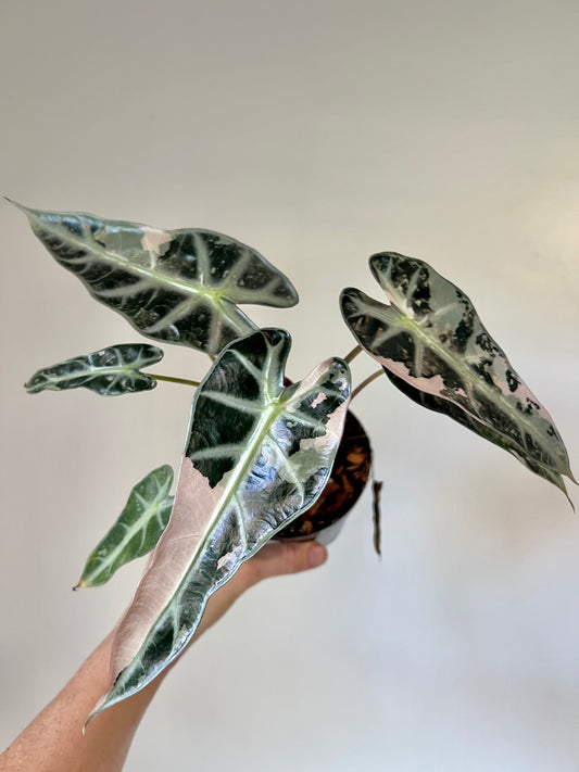 Variegated Alocasia Bambino