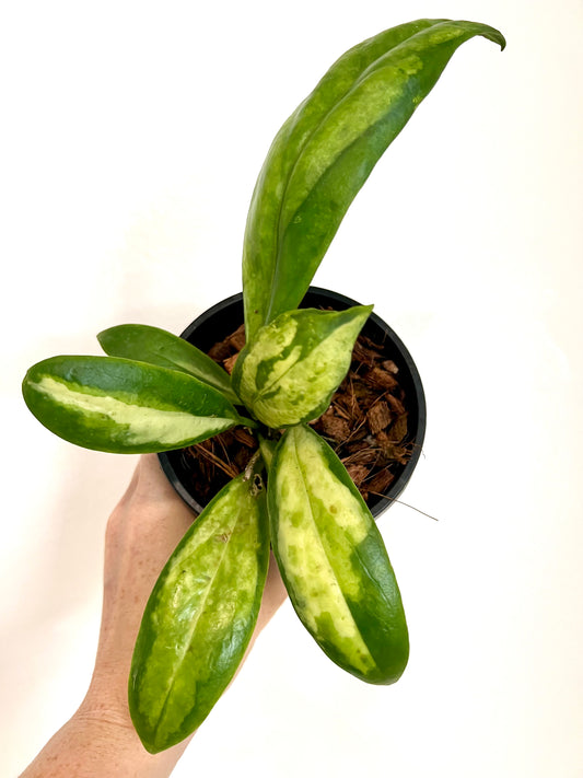 Hoya Incrassata ‘Moonshadow’