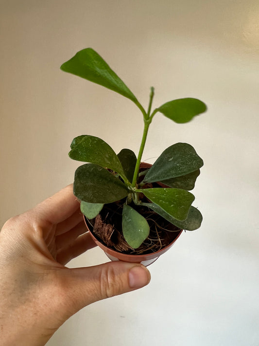 Hoya Manipurensis