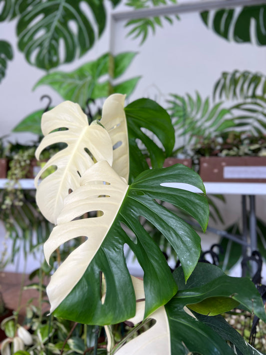 Monstera Albos