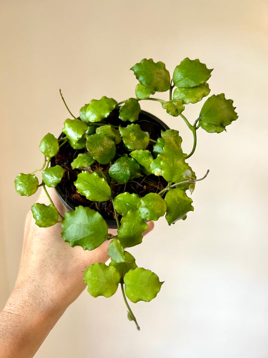 Hoya Endauensis