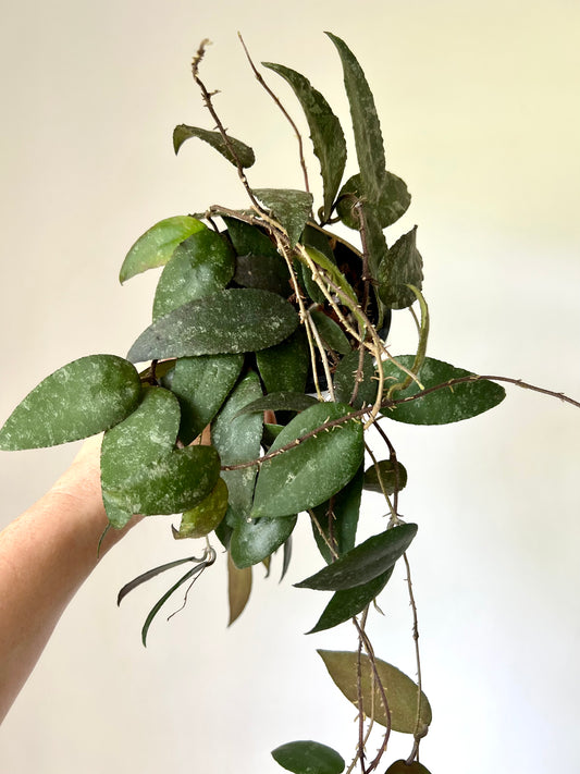 Hoya Caudata Sumatra