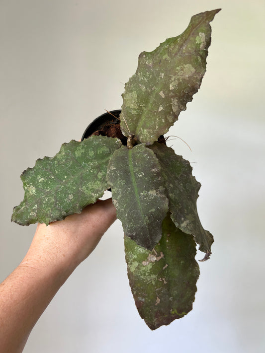 Hoya Undulata