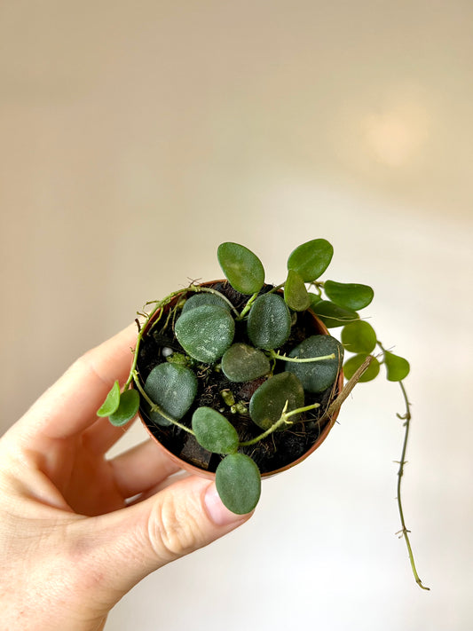 Hoya Serpens