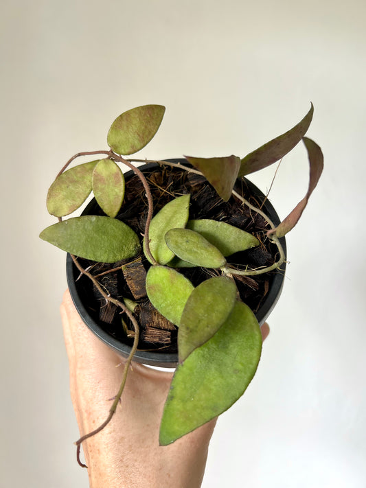 Hoya Flagellata