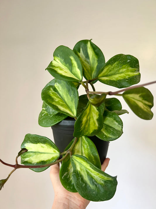 Hoya Variegated Obovata