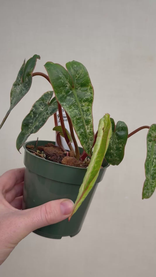 Albo Billietiae