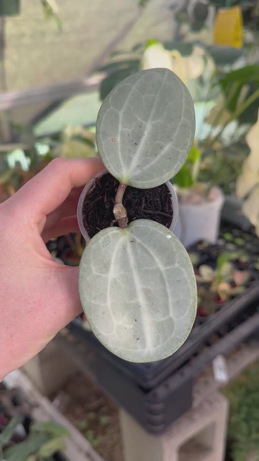 Hoya Latifolia Silver