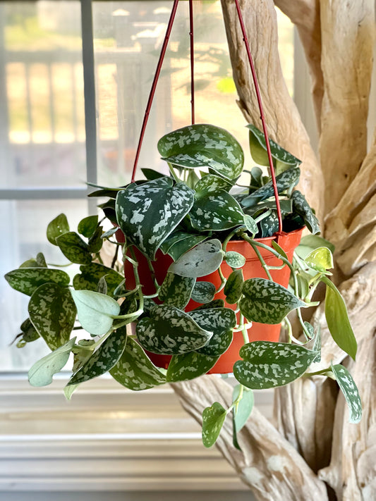 Silver Satin Pothos